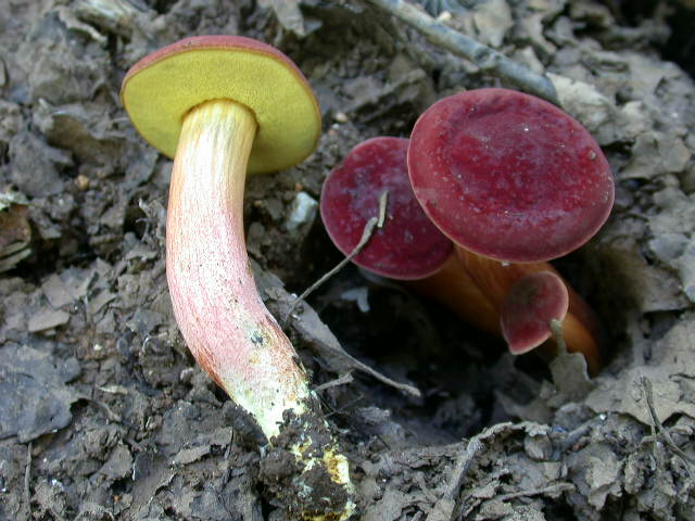 Boletus da determinare >>> n� 7